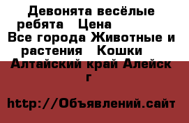 Девонята весёлые ребята › Цена ­ 25 000 - Все города Животные и растения » Кошки   . Алтайский край,Алейск г.